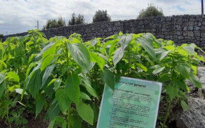 Las Huertas del Jardín Botánico Atlántico de Gijón, entre dos mundos.